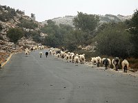 We encountered a brief traffic jam on the way back to Dalabelos.  gr16 092114400 j ab