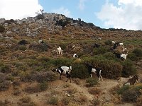 Local goats  gr16 092114590 s