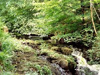 Stream in the Glenariff Forest Park  Glenariff