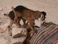 Drive through the Dades Valley  Goats in a nomad camp