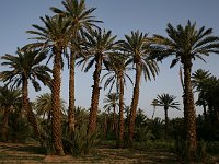 Agdz  Palms in the palmeraie (oasis) of Agdz