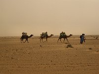 The desert  Camel caravan
