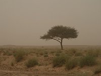 The desert  Lone acacia tree, the only vegetation higher than a bush to survive out here