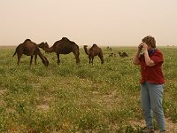 The desert  Tourist and camels