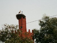 Marrakesh to Fez  Stork's nest