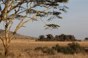 Acacia, grassland and kopje