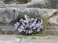 Miletus  Blue bells assert their life and color among the ruins