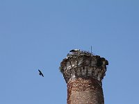 Isa Bey Camii, Selçuk  Resident storks