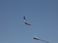 Selçuk  Daddy stork on the wing