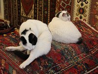 Selçuk  Cats shedding white hair on beautiful rugs