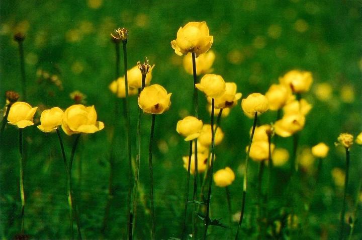 br95_bettlerweg_04.jpg - Beautiful yellow globeflowers.
