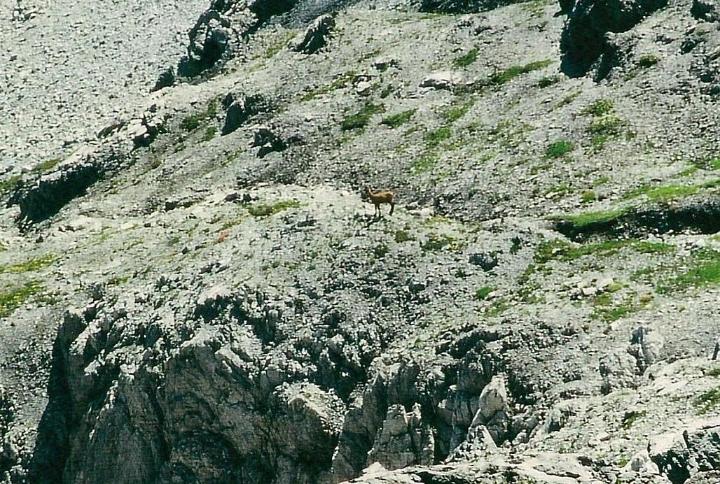 br95_gemslueke_06c.jpg - An elk on the Totalp.
