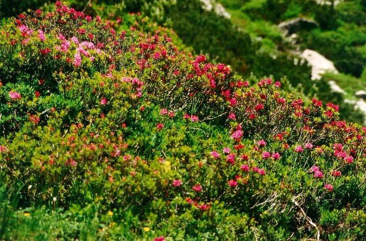 br95_luenersee_05.jpg - Gorgeous Alpenrosen (wild mountain azaleas).