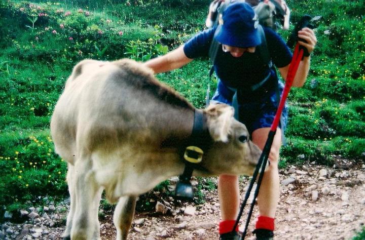 br95_saulajoch_03.jpg - A friendly cow liked, no, licked, Siv's leg.
