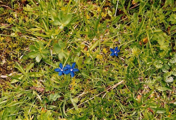 br99_amatschon_085.jpg - Blaue Enzian (blue gentian) - tiny ones