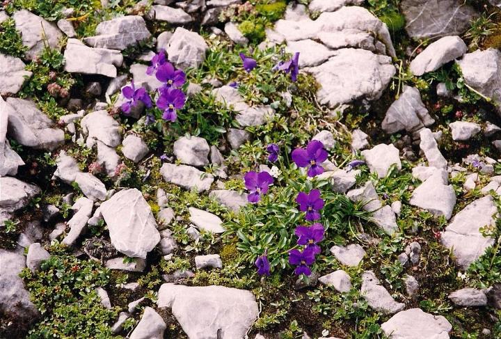 br99_totalp_05.jpg - Weilchen (mountain violets)
