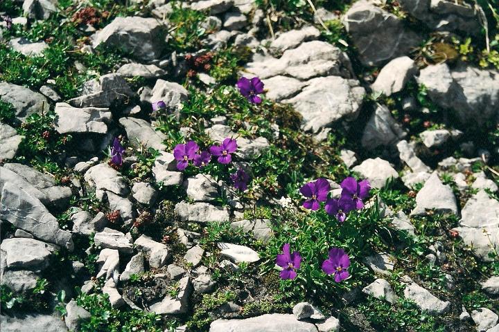 br00_gemsluke_19.jpg - Mountain Weilchen (violets, of course).