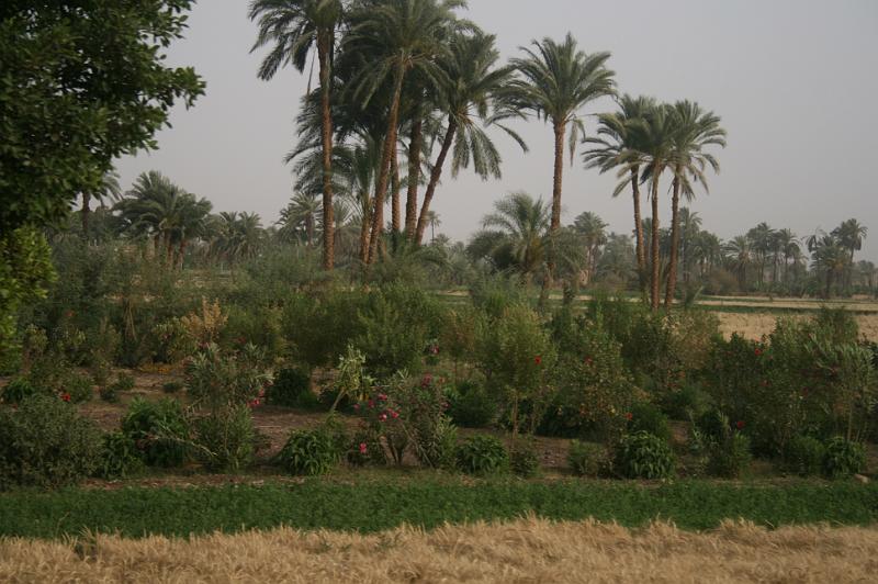 eg07_042818001_j.jpg - Fields and palm trees