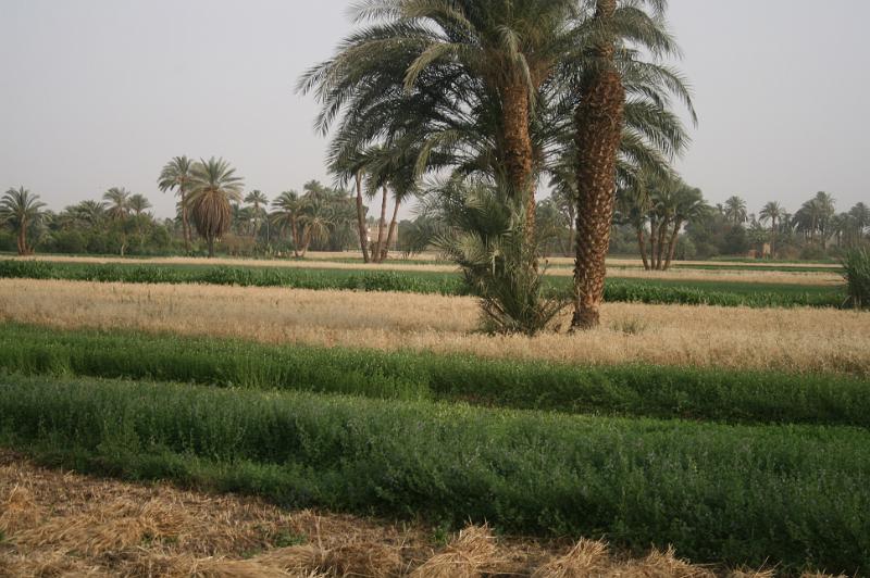 eg07_042818010_j.jpg - Beautiful green and gold of the Egyptian field