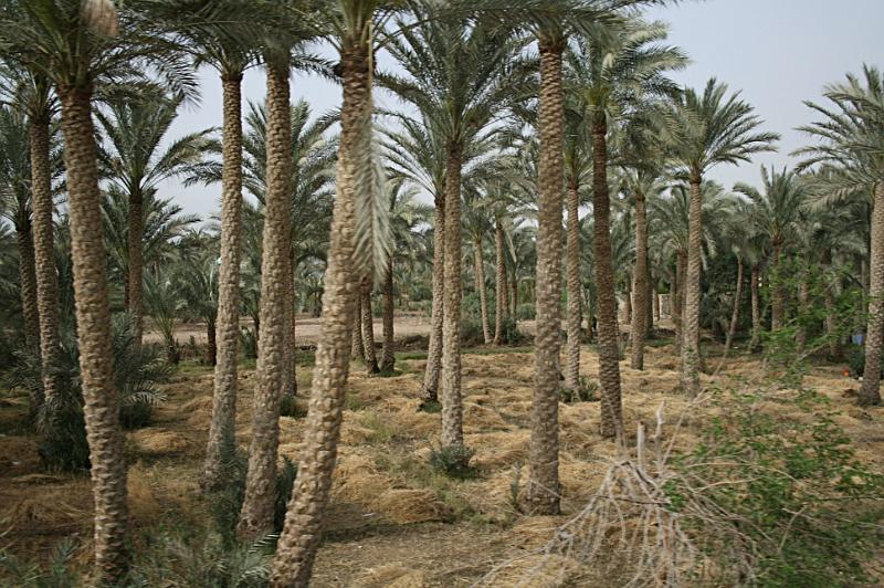 eg07_042716210_j_a.jpg - Palms near Saqqara