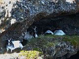 These goats found some shade in a hollow in the rock.