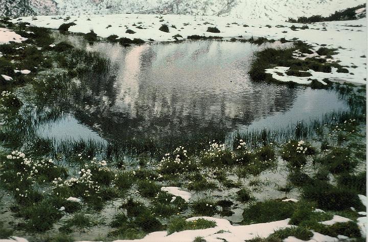 br89_gulmasteig_02_a.jpg - 1989 goes on. A tiny pond in the midst of snow which we get to after the Gulmasteig and before getting up to the Joch. The white flowers around the pond are the ones we usually call cotton flowers. We always see them close to the water up on this ridge.