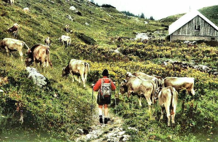 br94_paludweg_b.jpg - We pass through a mass of cows next to their cowshed on the Palûdweg. The meaning of 'eine Alpe' is exactly a place in the high mountains where you take the cows to graze in the summer and where they stay until the fall when you bring them back down to the valley.