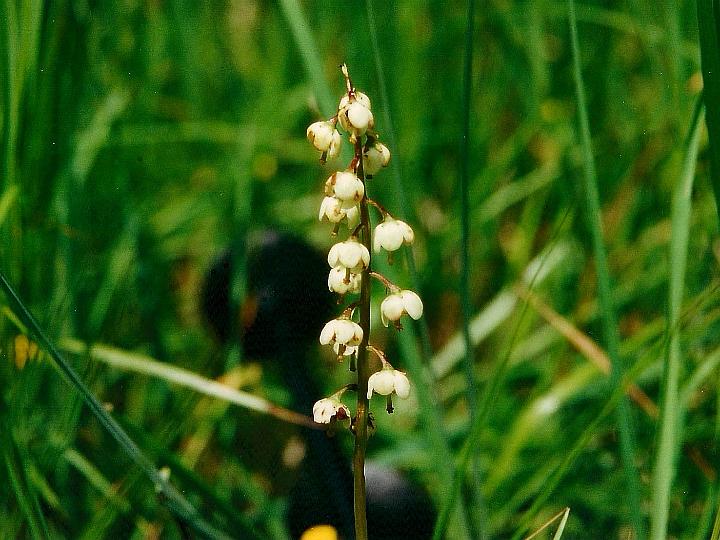 br95_blume_02c.jpg - Pyrola rotundifolia, round-leaved wintergreen. We have seen these in Lapland too.                                                     