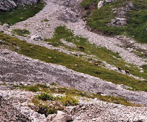 br98_gemsen_cr.jpg - Coming down a steep downhill towards Lorenzital from the high ridge at the end of Gulmasteig, if we are lucky we see lots of Gemsen (mountain goats) happily wandering around browsing at the foot of the mountain that's behind them.