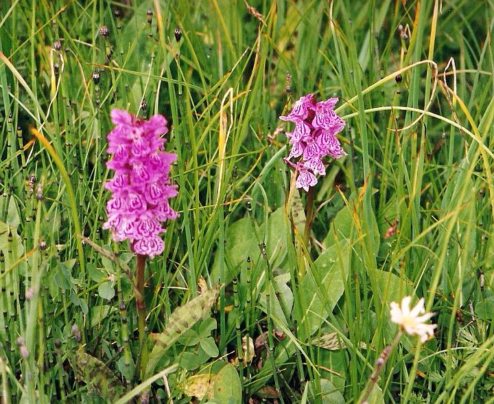 br99_amatschon_04_c.jpg - Spotted orchids (Geflecktes Knabenkraut or Kuckucksblume). Orchids come in a wide variey of different pink shades and shapes of petals. In Scotland we have often seen white varieties as well. 