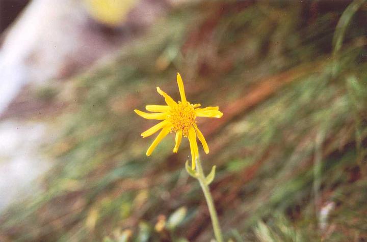 br93_golmer_03_a.jpg - A lone Arnika (the medicinal flower, quite rare), looking a little ratty, the way they usually do.
