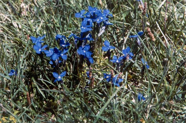 br93_enzian_b.jpg - Blue gentians (Frühlings-Enzian?) in the valley on the way back to Gafalljoch and Lünersee.