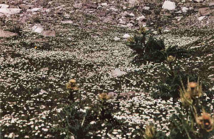 br94_gemsluke_03_a.jpg - The dead Alp covered in white ranunculus (Alpen Hahnenfuss or alpine buttercup).