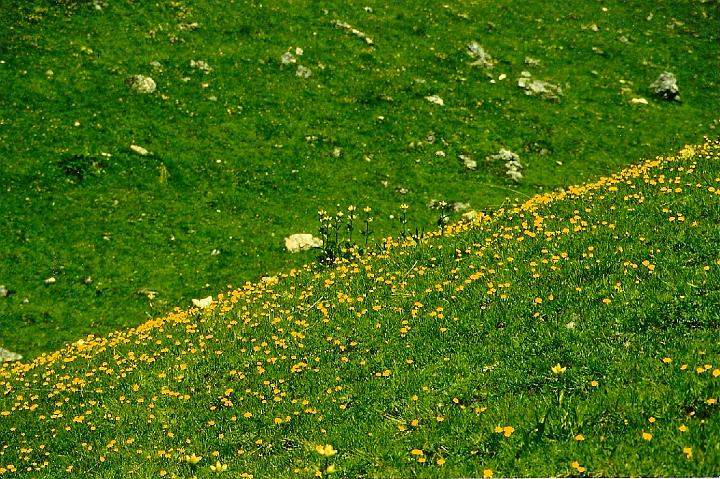 br95_gemslueke_16.jpg - Masses of buttercups are greeting us as we get down into the valley.
