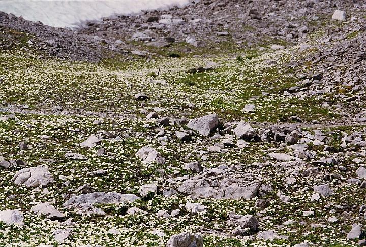 br99_totalp_06.jpg - More wide areas covered with thousands of Alpen Hahnenfuss (alpine buttercup). This is certainly not a dead Alp.