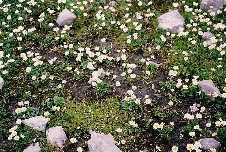 br99_totalp_14_a.jpg - Alpen Hahnenfuss or alpine buttercup (ranunculus alpestris). There seem to be millions of them, much more common than the ranunculus glacialis or glacier crowfoot that is a sensation every time you come across one.