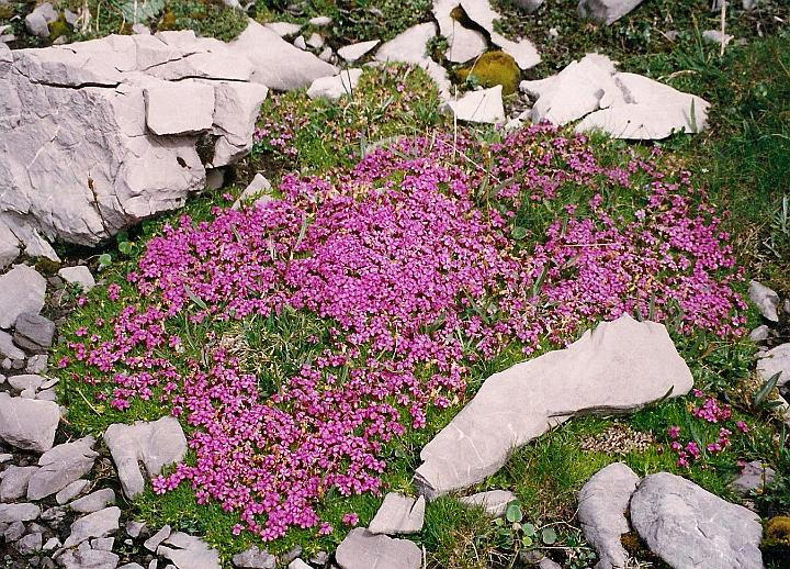 br99_totalp_20_cr.jpg - Masses of Gletscher Mannsschild (alpine rock-jasmine). These little pink flowers are all over the Todalpe.