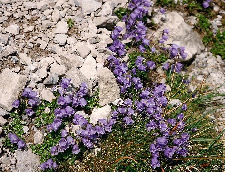 br99_totalp_21_cr.jpg - The small bluebells that we see in masses around Lünersee and in stony places.
