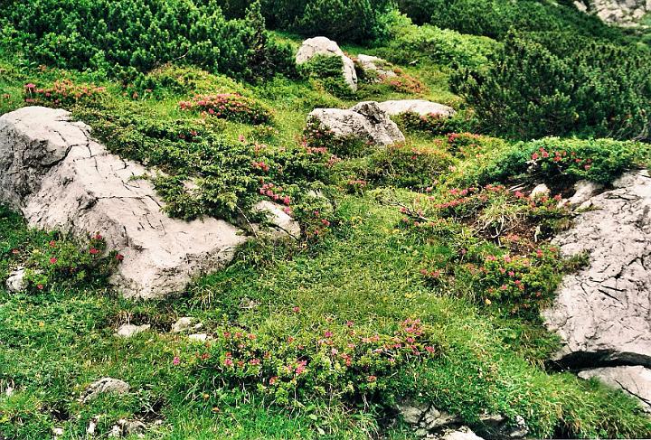 br00_lunersee_2.jpg - Typical Lûnersee surroundings, grass, rocks and Alpenrosen (wild azaleas)