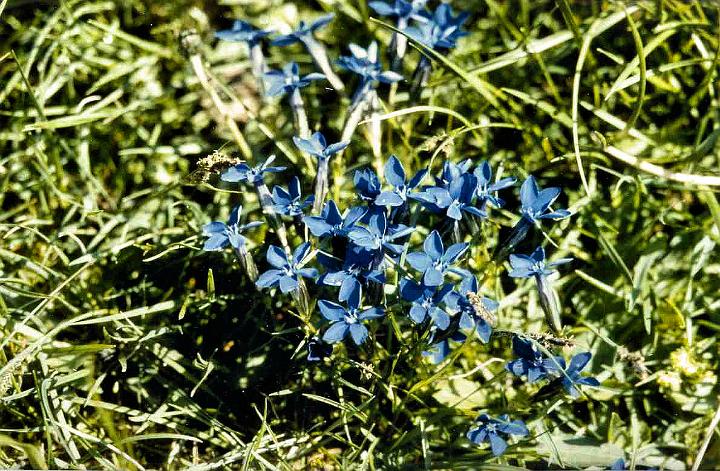 br89_hhueter2_b.jpg - Everywhere everywhere, the small blue gentians. Here they are probably Frühlings-Enzian.
