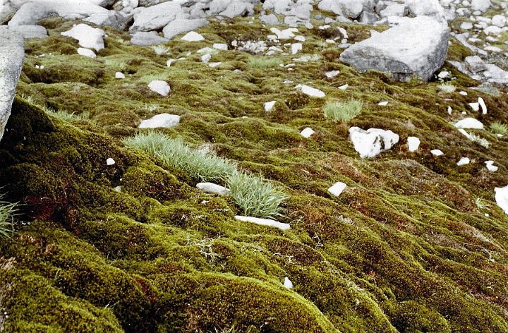 br81_saarbrknr_01_b.jpg - Gorgeous moss of various kinds in among the rocks. I didn't mind the skipping on the rocks too much but I remember being exhausted when we got back to the parking area the second time we made this walk, in 1992.