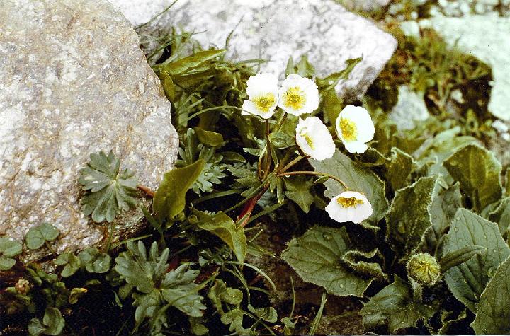 br81_saarbrknr_03_b.jpg - Ranunculus glacialis or glacier crowfoot. We saw them occasionally in Lapland when I was very young and even here they are pretty rare. I found this one at the foot of the last hill up to the hut.
