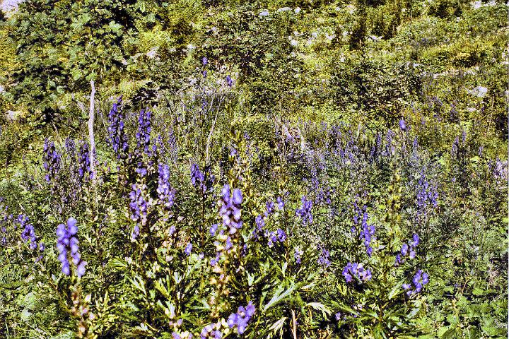 br81_sarotla_eisen_bs.jpg - Oodles of Eisenhut (monkshood) in the field mid-way up to the steep path to Sarotlahütte. After this beautiful field the climb gets very steep again, through forests with lots of beautiful larches (Lärchen).