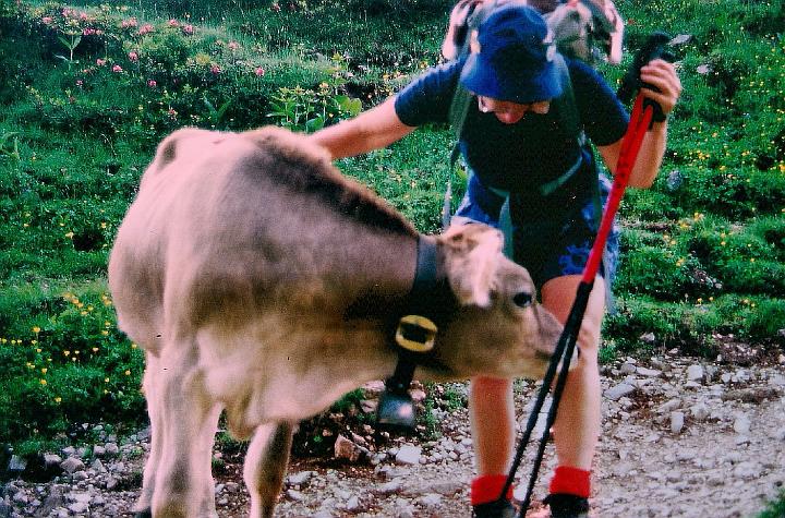 br95_saulajoch_03_b.jpg - On our way to Saulajoch we often get to meet friendly cows. I do believe I love all animals, unless they sting you or make you itch.
