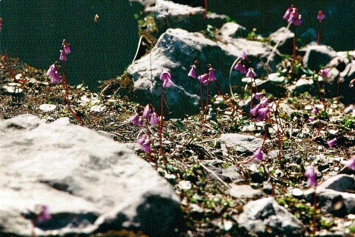 br95_saulajoch_11_a.jpg - The wonderful little Troddelblume or Salmonella. It was always very special when we came across those pretty little pink bells.
