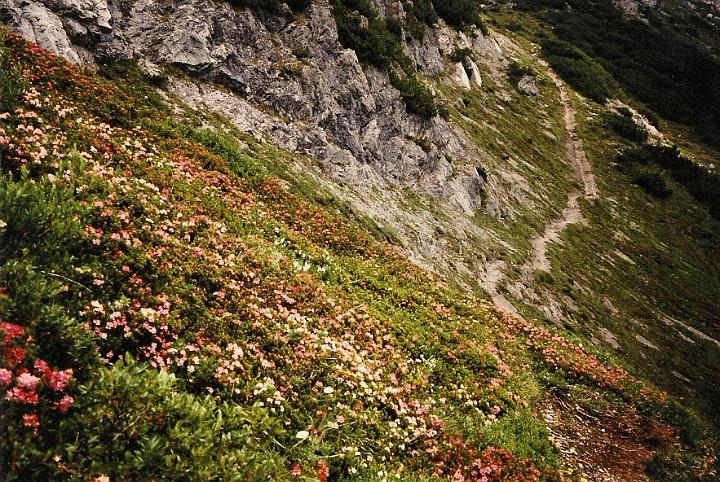 br96_saulajoch_2.jpg - A slope covered with Alpenrosen (Rhododendron ferrugineum), which we always called Alpen-Rosen. Turns out that the correct name in German is Rostroter Almrausch.  We are getting to the beginning of Saulajochsteig, the fun path that is always a challenge.