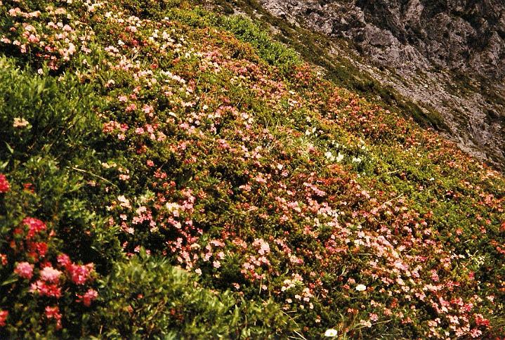 br96_saulajoch_3.jpg - Alpenrosen, or wild azalea, which abound all over this Joch and all around Lünersee. Colors go from shades of pink to red.