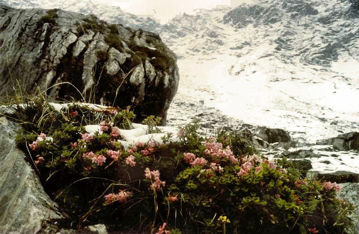 br89_oberesonn3_b.jpg - Alpenrosen (wild azalea) close to the Hütte and practically in the snow. This is 1989, one of the most spectacularly snowy years we've known in Brand. (See Amatschon in 1989)
