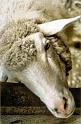 BR91_obere_sonne_sheep_a