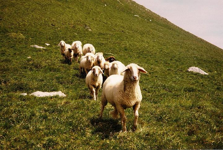 br96_sudschafgafall_1.jpg - Who would come to meet us if not a flock of sheep. It is not called Schafgafall for nothing (the slope of sheep). This was in 1996.